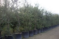 Quercus suber 